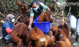 Những con đười ươi nhỏ tuổi luôn khiến đội ngũ bác sỹ thú y vui vẻ. Ảnh: Mercury.