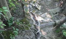 Một người dân phát hiện bộ da trăn lột trong công viên Riverbank. Ảnh: Facebook.