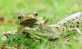 Lạ kỳ hình ảnh ếch đè đầu cá sấu hỏi tội bắt nạt