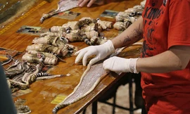 Cuộc chiến vây bắt rắn đuôi chuông tàn bạo nhất thế giới