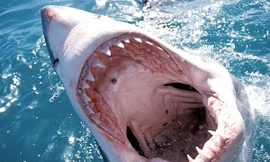 Tour du lịch mặt đối mặt với hàm cá mập