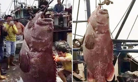 Bắt được 'đại vương cá mú' khổng lồ, ngư dân dùng cẩu để cân
