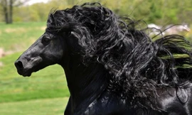 Theo San Francisco Globe, con ngựa được đặt tên theo vị vua trị vì nước Phổ từ năm 1740 đến 1786.