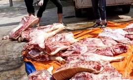 Chặn một tấn thịt heo hôi thối, nghi nhiễm chất cấm gây ung thư