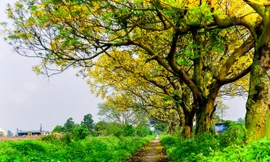Con đường hoa điệp rực vàng ở ngoại ô Hà Nội