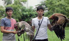 Cặp song sinh và những chú chim săn rất quý hiếm có tiền cũng khó mua được.