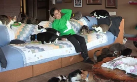 Căn nhà chỉ rộng 390 mét vuông nhưng lại chứa tới 1.100 chú mèo.