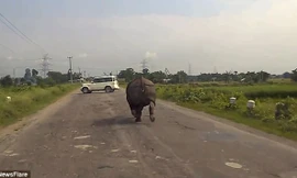 Hình ảnh cắt từ clip