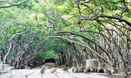 Lâm Viên “đảo khỉ” thuộc huyện Cần Giờ là một trong những địa điểm du lịch sinh thái lý tưởng.