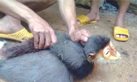 Voọc Chà vá bị hành hạ trước khi bị làm thịt Nguồn: Facebook