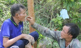 Cha con người rừng lần đầu trở lại rừng