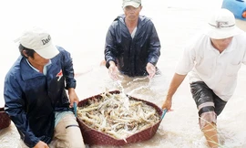 Giá tôm miền Tây tăng cao chưa từng thấy