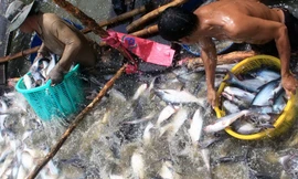 Sản xuất, kinh doanh cá tra: Vẫn bấp bênh, chao đảo