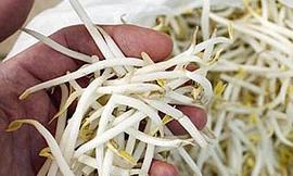 Tìm E.coli trên giá đỗ, nông dân Đức điêu đứng