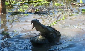 Vườn quốc gia Cát Tiên 'mất' Di sản Thế giới vì thủy điện