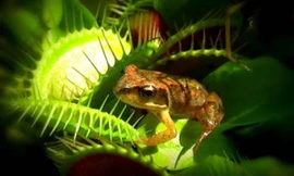 Chiếc ngàm tử thần của cây bắt ruồi Venus