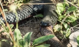 Đại chiến rắn độc: Kẻ thua cuộc bị nuốt chửng không thương tiếc