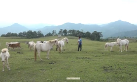 Nuôi ngựa bạch giúp dân xã nghèo xây nhà, mua ôtô