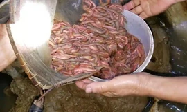 Lội ruộng săn rươi thu tiền triệu mỗi đêm