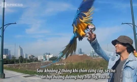 Thú chơi vẹt Nam Mỹ hàng chục triệu đồng ở Sài Gòn