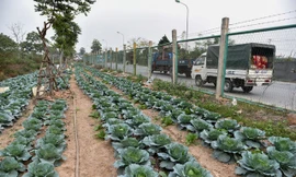 Phá rào đường cao tốc để trồng rau, chăn bò