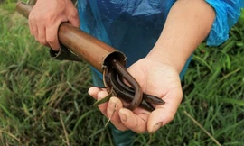 Săn lươn, chạch 'ngủ đông' kiếm nửa triệu mỗi ngày