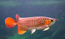 Thú chơi cá rồng nghìn đô