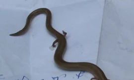 Phát hiện 'rắn lạ' bốn chân tại Khánh Hòa