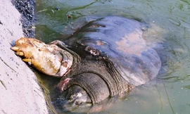 Cụ Rùa thò chân lên bờ để lộ dấu hiệu bị nhiều vết lở loét. Ảnh: Hải Lê/TT&VH