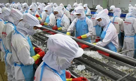 Đói tôm nguyên liệu