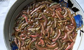 Thu tiền tỉ từ mùa rươi