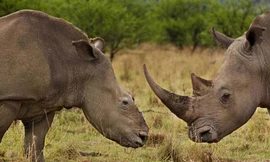 'Đại gia' lại mất điểm