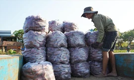 Nông dân huyện Phú Thiện đang phải bán lẻ từng cân khoai lang