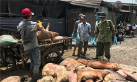 Đến nay, TPHCM đã có hơn 17.000 con lợn bị tiêu hủy do dịch