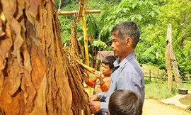 Ông Rôm cùng 2 đứa cháu ngoại của mình hong thuốc lá, thuốc lá ở thung lũng K- Ruông nổi tiếng khắp vùng và bán rất được giá. Đây là thứ hàng hóa chủ yếu để vợ chồng ông Rôm mang đi đổi những thứ còn thiếu khi đi ra ngoài. Ảnh: Hải lâm