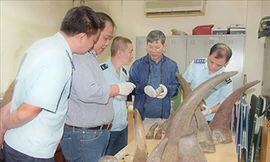 Tang vật 34 kg sừng tê giác vận chuyển từ Nam Phi về Việt Nam bị lực lượng hải quan thu giữ tại Cảng hàng không quốc tế Nội Bài ngày 12/10