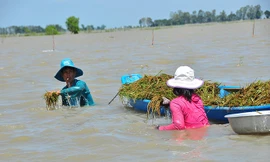 Người dân lặn ngụp mò gặt lúa ở An Giang. ẢNH: HÒA HỘI.