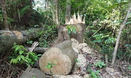 Rừng liên tiếp bị phá, thêm nhiều cán bộ bị đình chỉ công tác