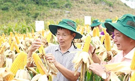 Giống ngô biến đổi gene 