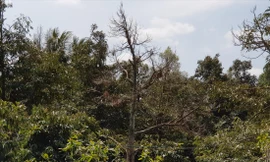 Mùa khô 2019-2020, vùng ĐBSCL có gần 10.000ha sầu riêng bị ảnh hưởng. Ảnh: CẢNH KỲ