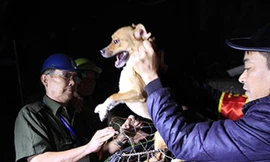 Chó thả rông bị bắt trên địa bàn quận Thanh Xuân Ảnh: Trường Phong