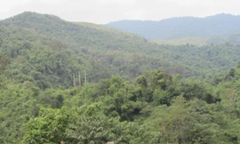 Diện tích rừng tự nhiên, rừng đặc dụng sẽ bị ảnh hưởng nếu dự án thủy điện Tiền Phong triển khai