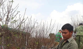 Người trồng đào Nhật Tân chuẩn bị đào đón Tết