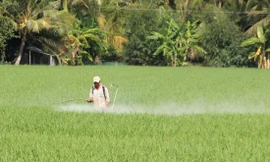 ĐBSCL vẫn bán và sử dụng... vô tư chất diệt cỏ có thể gây ung thư