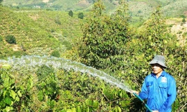 Anh Nguyễn Văn Trí, công nhân một công ty sản xuất điện - điện tử ở TPHCM quyết định trở về quê ở Đăk Nông để trồng cà phê vì thu nhập không đủ sống