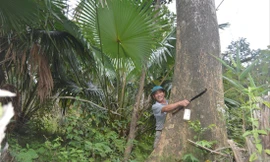 Ông Đinh Ngọc Loan bên một cây dó