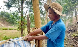 Ama Đinh lấy dây rừng buộc lại căn trại cho thật chắc chắn