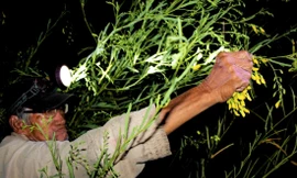 Ông Lê Thành Thăng dù đã U80 nhưng vẫn tham gia hái bông điên điển xuyên đêm Ảnh: Kim Hà 