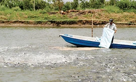 Nuôi cá tra ở Vĩnh Long. Ảnh: CK