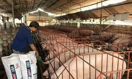 Thủ phủ heo Đồng Nai như “ngồi trên đống lửa” trước dịch tả heo châu Phi 